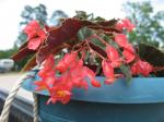 Angel Wing Begonia