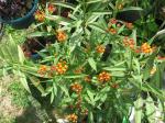 Mexican Milkweed - butterfly bush