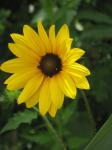 Wild Sunflower