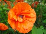 Papaver Rhoeas - Corn Poppy, Ornamental Poppy, Wild Poppy