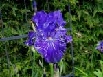 Purple Streak Iris