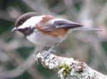 A Chestnut-backed Chickadee