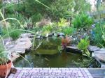 My pond