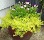 Sedum rupestre â€˜Angelinaâ€™ and Tricolored pansy