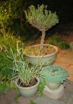 Rosemary Topiary gone wrong, grass, sedum