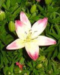 Early slug resistent lily (multiples too)