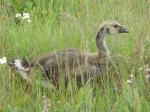 Juvenile Canada goose