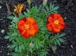Marigold in my garden