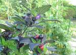 Flowering Black Pearl Peppers