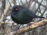 Brewers Blackbird (male)