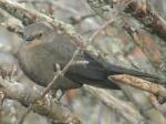 Brewers Blackbird (female)