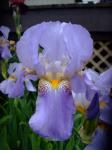 Iris