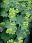 Lady's Mantle