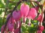 Bleeding Heart