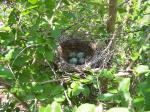 Mocking Bird nest