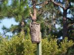 Our woodpecker house