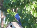 A bluebird resident