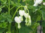 White bleeding heart plant....