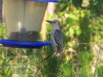 Our neighborhood woodpecker