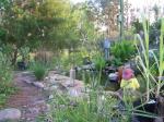 View of the pond garden