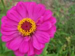 Zinnia