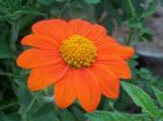 Mexican Sunflower