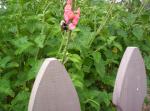 Coral Porter Weed