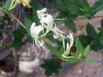 Japenese Honeysuckle