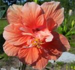 Double Hibiscus