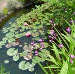 Lily pads are providing lots of shade for the pond and fish