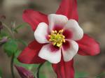 Columbine