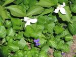 Trillium and wild violets..