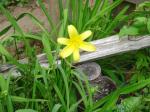 Yellow Daylily...don't remember planting this here...