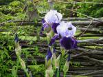Lite Lavendar & Purple Iris
