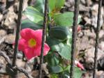 Mandevilla Plant