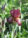 Iris.. Iris..