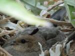 Mother Quail on Nest