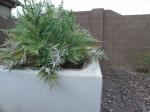 Artichoke Plant With Quail Nest