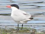 Caspian Tern