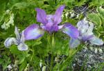 Iris sibirica