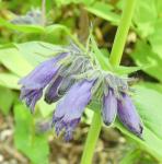 Penstemon