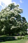 Catalpa in Bloom