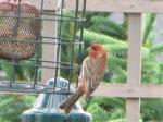 House Finch