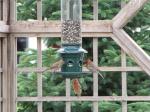 Squirrel buster plus feeder/finches