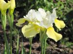 Iris, Butter & Sugar  (Siberian Iris)