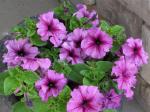 Petunias