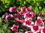 Dianthus (raspberry parfait)