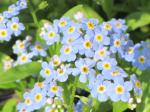 Forget me nots...