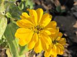 Zinnia