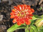 Zinnia